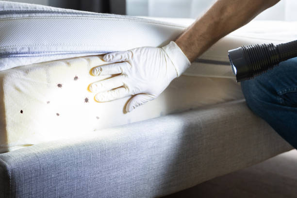 Insect Control in Pawtucket, RI