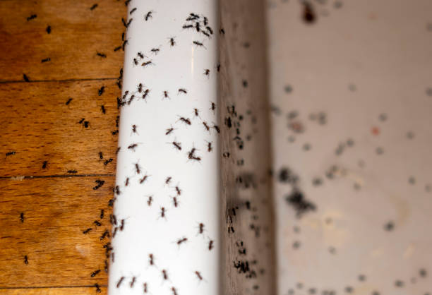 Trusted Pawtucket, RI Pest Control Experts