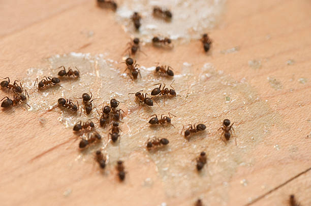 Best Exterminator Services  in Pawtucket, RI