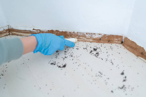 Best Local Pest Control Services  in Pawtucket, RI